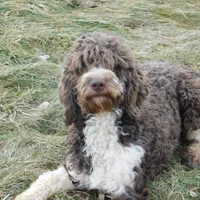 Edward, a male Springer Doodle for sale in Madison, SD – Photo 3 of 4
