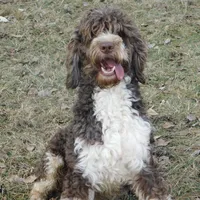 Edward, a male Springer Doodle for sale in Madison, SD – Photo 4 of 4
