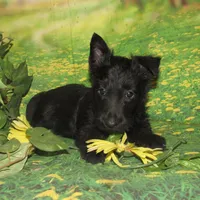 Olive, a female Scottish Terrier for sale in Madison, SD – Photo 1 of 3