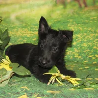 Olive, a female Scottish Terrier for sale in Madison, SD – Photo 3 of 3