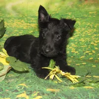 Olive, a female Scottish Terrier for sale in Madison, SD – Photo 2 of 3