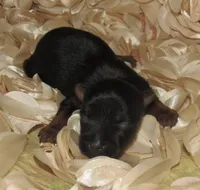 Hudson, a male Silky Terrier for sale in Madison, SD – 3 of 5