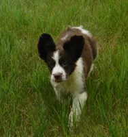 Sandy, a female English Springer Spaniel for sale in Madison, SD – 5 of 10