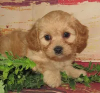 Colby, a male Cavachon for sale in Madison, SD – 3 of 4