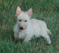 Beverly, a female Scottish Terrier for sale in Madison, SD – 1 of 10