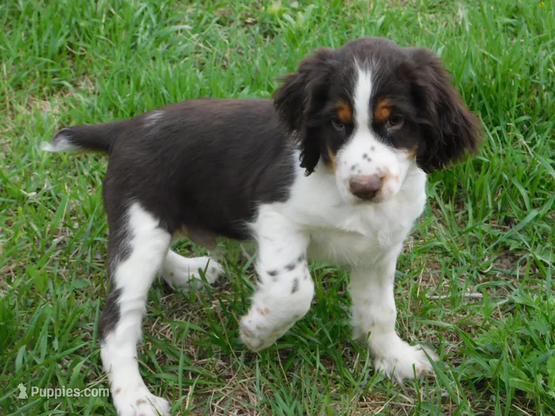 Walter – English Springer Spaniel puppy for sale in Madison, SD