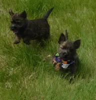 Chucky, a male Cairn Terrier for sale in Madison, SD – 7 of 7