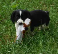 Simone, a female English Springer Spaniel for sale in Madison, SD – 2 of 5