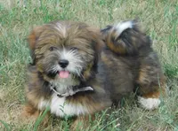 Joy, a female Lhasa Apso for sale in Madison, SD – 1 of 10