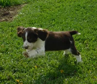 Walter, a male English Springer Spaniel for sale in Madison, SD – 4 of 10