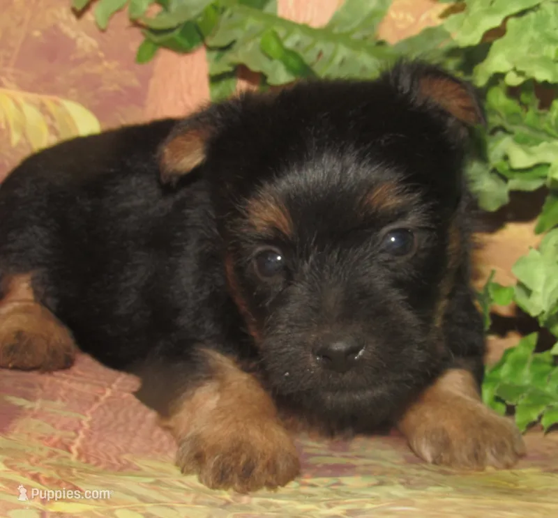 Hudson – Silky Terrier puppy for sale in Madison, SD