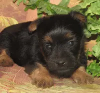 Hudson, a male Silky Terrier for sale in Madison, SD – 1 of 5