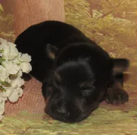 Holly, a female Silky Terrier for sale in Madison, SD – 4 of 5