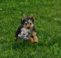 June Bug, a female Silky Terrier for sale in Madison, SD – 4 of 10