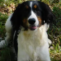 Saul, a male English Springer Spaniel for sale in Madison, SD – Photo 1 of 9