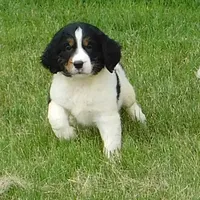 Saul, a male English Springer Spaniel for sale in Madison, SD – Photo 8 of 9