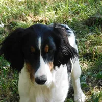Saul, a male English Springer Spaniel for sale in Madison, SD – Photo 3 of 9