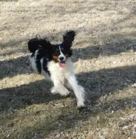 Saul, a male English Springer Spaniel for sale in Madison, SD – Photo 8 of 10