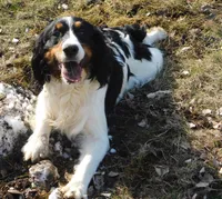 Saul, a male English Springer Spaniel for sale in Madison, SD – Photo 10 of 10