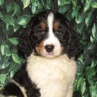 Saul, a male English Springer Spaniel for sale in Madison, SD – Photo 9 of 9