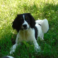 Saul, a male English Springer Spaniel for sale in Madison, SD – Photo 5 of 9