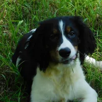 Saul, a male English Springer Spaniel for sale in Madison, SD – Photo 4 of 9