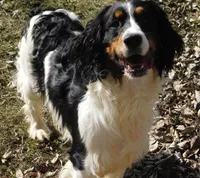 Saul, a male English Springer Spaniel for sale in Madison, SD – Photo 9 of 10