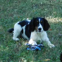 Saul, a male English Springer Spaniel for sale in Madison, SD – Photo 2 of 9