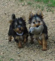 Jada, a female Silky Terrier for sale in Madison, SD – 3 of 9