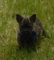 Chucky, a male Cairn Terrier for sale in Madison, SD – 2 of 7