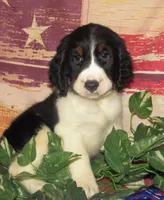 Wanda, a female English Springer Spaniel for sale in Madison, SD – 4 of 6