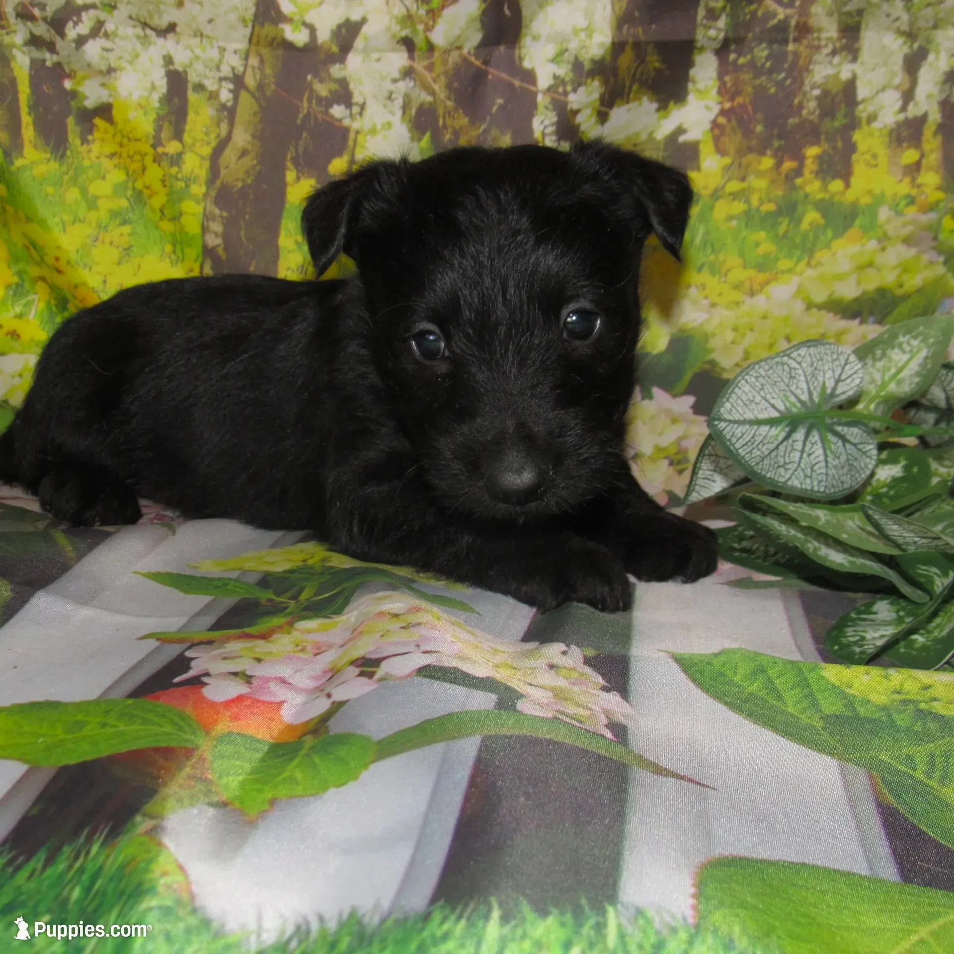 Bennett, a male Scottish Terrier for sale in Madison, SD – 5 of 9