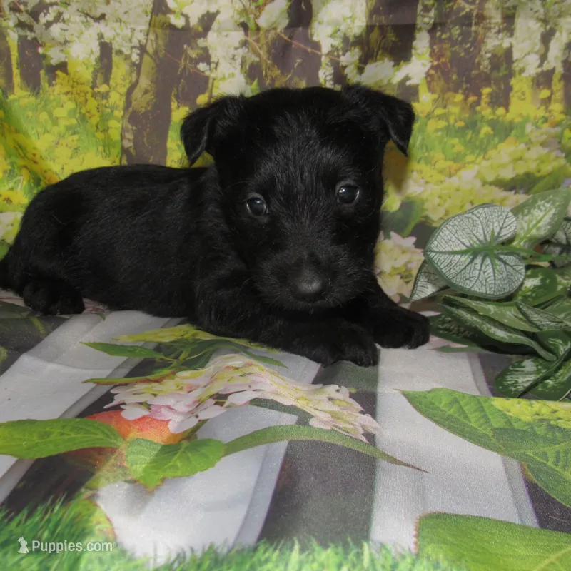 Bennett – Scottish Terrier puppy for sale in Madison, SD