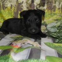 Bennett, a male Scottish Terrier for sale in Madison, SD – 1 of 3