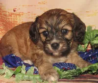Cathy, a female Cavachon for sale in Madison, SD – 2 of 6