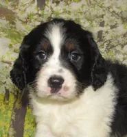 Shirley, a female English Springer Spaniel for sale in Madison, SD – 2 of 7