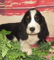 Sheldon, a male English Springer Spaniel for sale in Madison, SD – 2 of 7