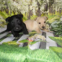 Bucky, a male Scottish Terrier for sale in Madison, SD – 4 of 4