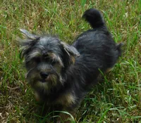 Benny, a male Lhasa Apso and Silky Terrier for sale in Madison, SD – 4 of 10