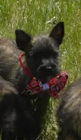 Auggie, a male Cairn Terrier for sale in Madison, SD – 2 of 10