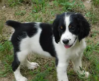 Scrappy, a male English Springer Spaniel for sale in Madison, SD – 3 of 7