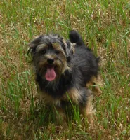 Benny, a male Lhasa Apso and Silky Terrier for sale in Madison, SD – 3 of 10