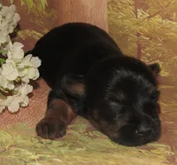 Holly, a female Silky Terrier for sale in Madison, SD – 5 of 5