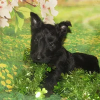 Oscar, a male Scottish Terrier for sale in Madison, SD – Photo 4 of 4