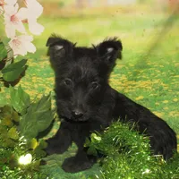 Oscar, a male Scottish Terrier for sale in Madison, SD – Photo 2 of 4