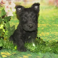 Oscar, a male Scottish Terrier for sale in Madison, SD – Photo 1 of 4