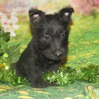 Oscar, a male Scottish Terrier for sale in Madison, SD – Photo 3 of 4