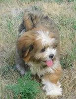 Jamie, a male Lhasa Apso for sale in Madison, SD – 4 of 7