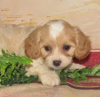 Cecil, a male Cavachon for sale in Madison, SD – 3 of 4
