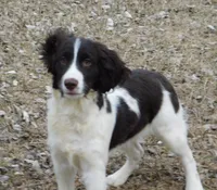 Stella, a female English Springer Spaniel for sale in Madison, SD – 10 of 10